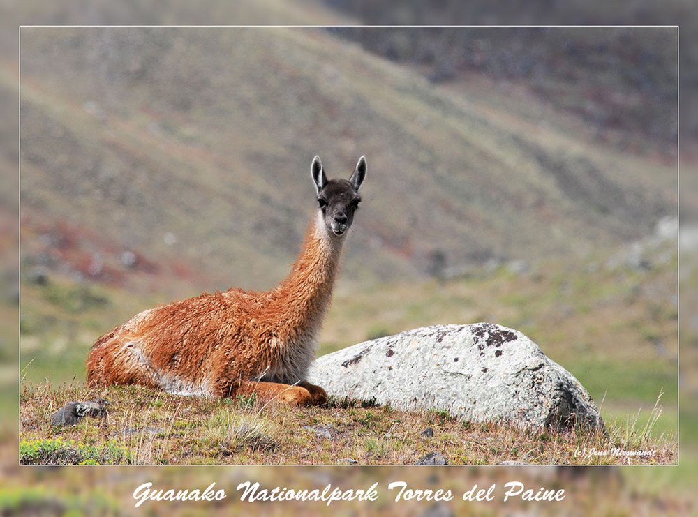 Guanako Torres del Paine von flyfisher 