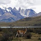 Guanako - Torres del Paine N.P.