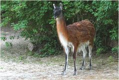 Guanako (Zoo Neuwied)