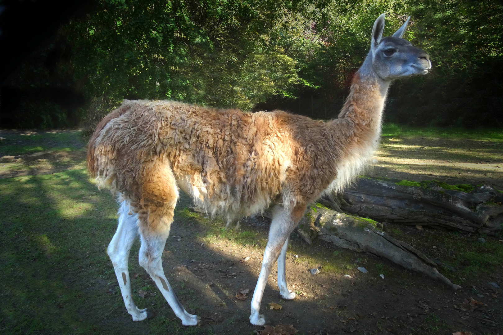 Guanako (Zoo Neuwied)