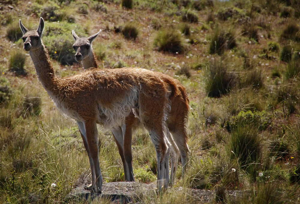 Guanakos... Foto & Bild tiere, wildlife, säugetiere Bilder auf