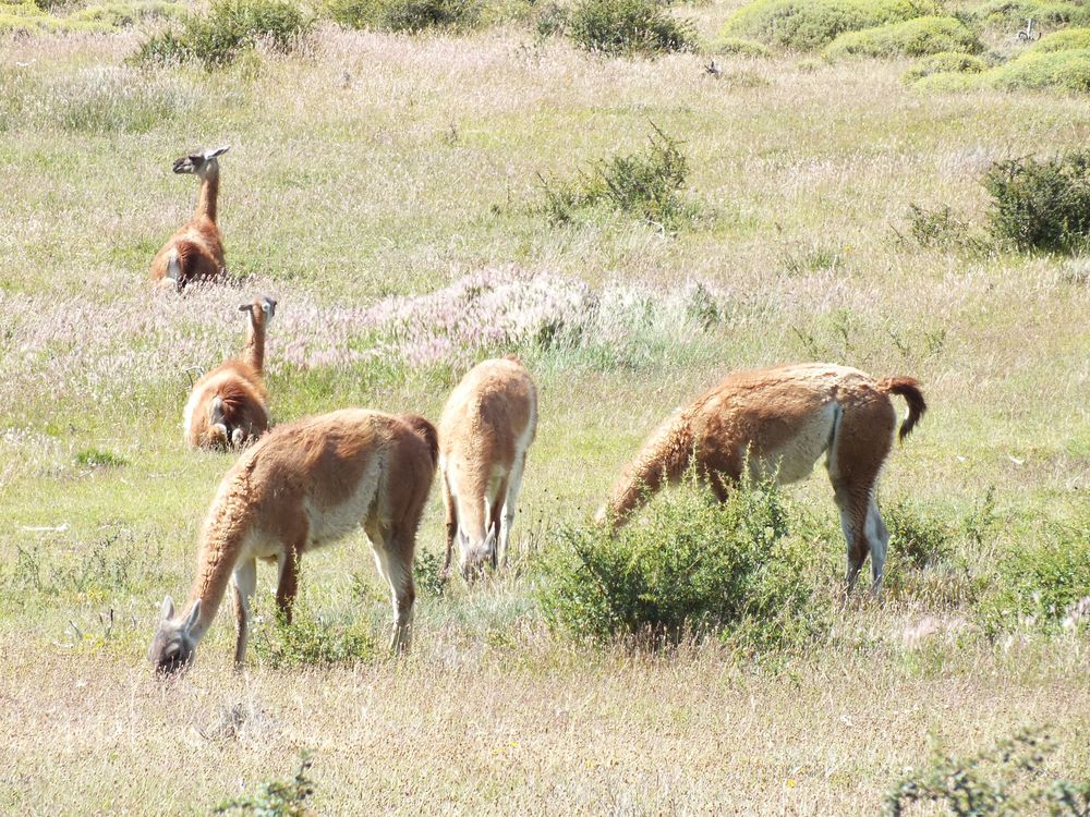 Guanakos Foto & Bild natur, tiere, wildlife Bilder auf