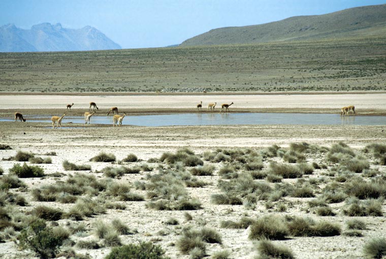 Guanakos im Altiplano