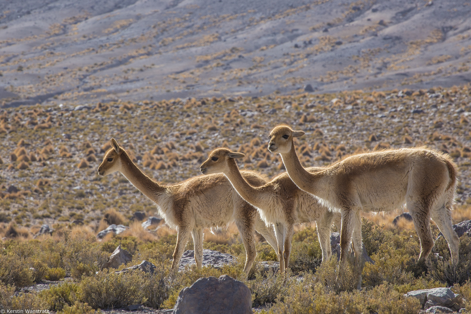 Guanakos im Reserva Nacional de Fauna Andina Eduardo Avaroa