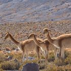 Guanakos im Reserva Nacional de Fauna Andina Eduardo Avaroa