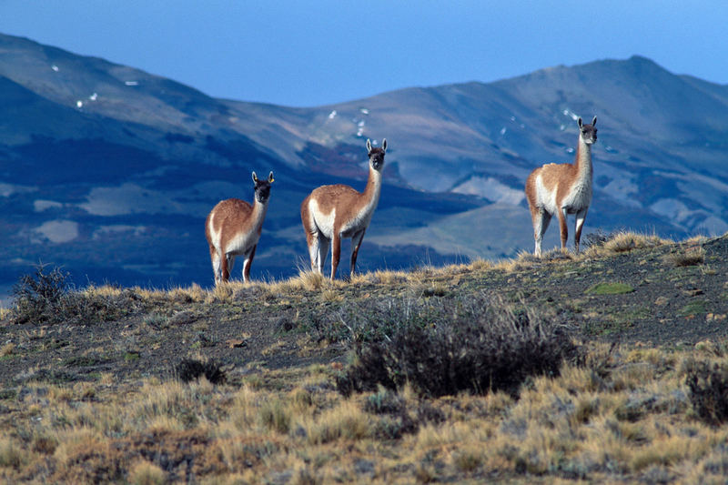 Guanakos im Torres del Paine Nat. Park