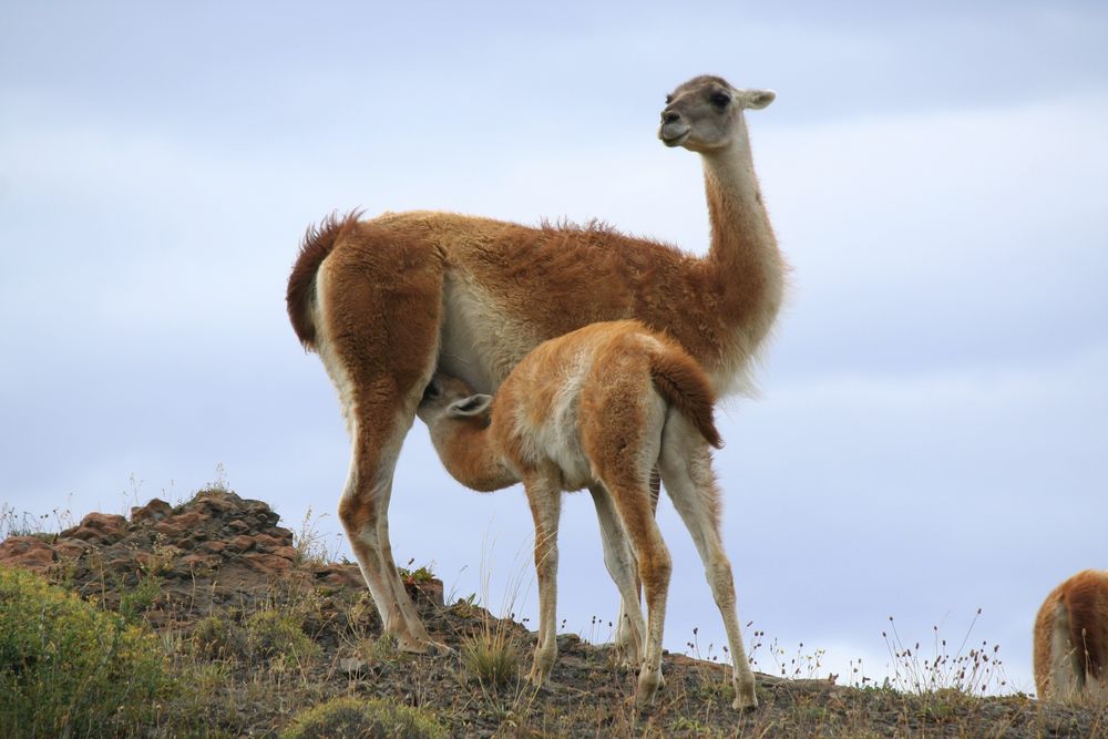 Guanakos im Torres del Paine NP