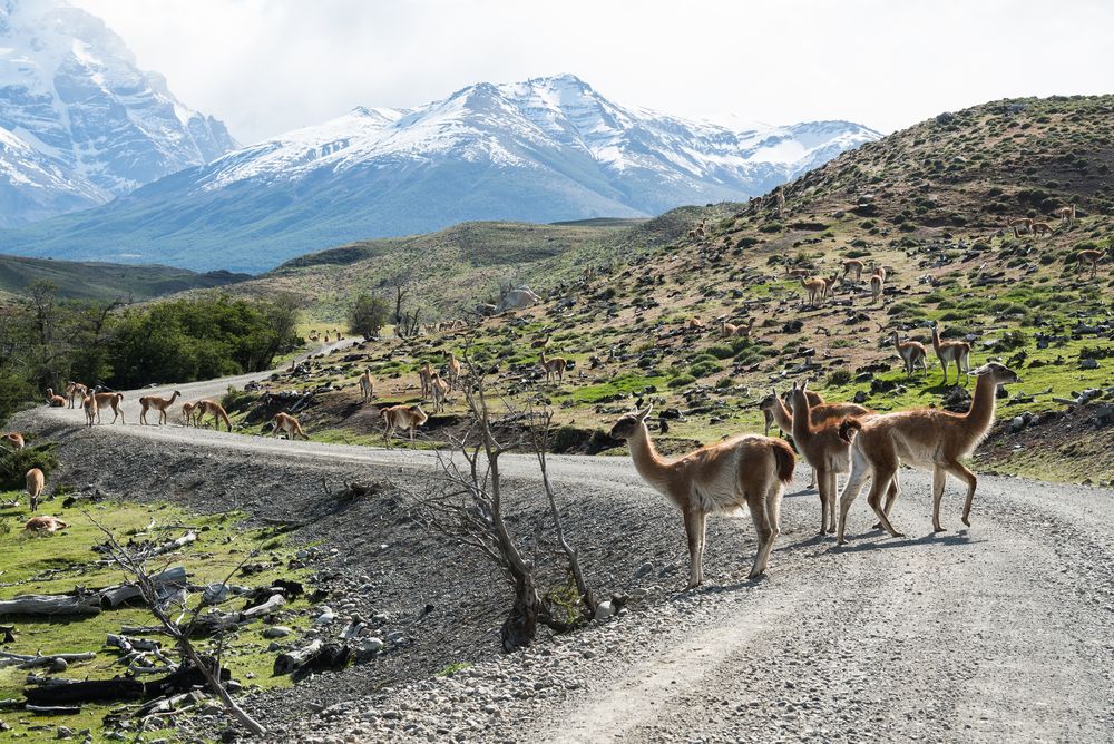 Guanakos im Torres del Paine NP