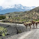 Guanakos im Torres del Paine NP