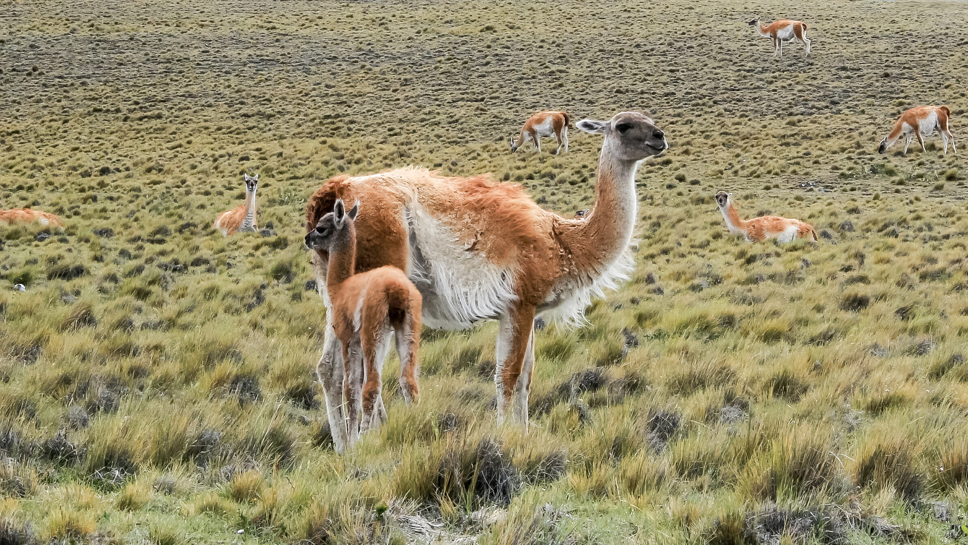 Guanakos in der Pampa