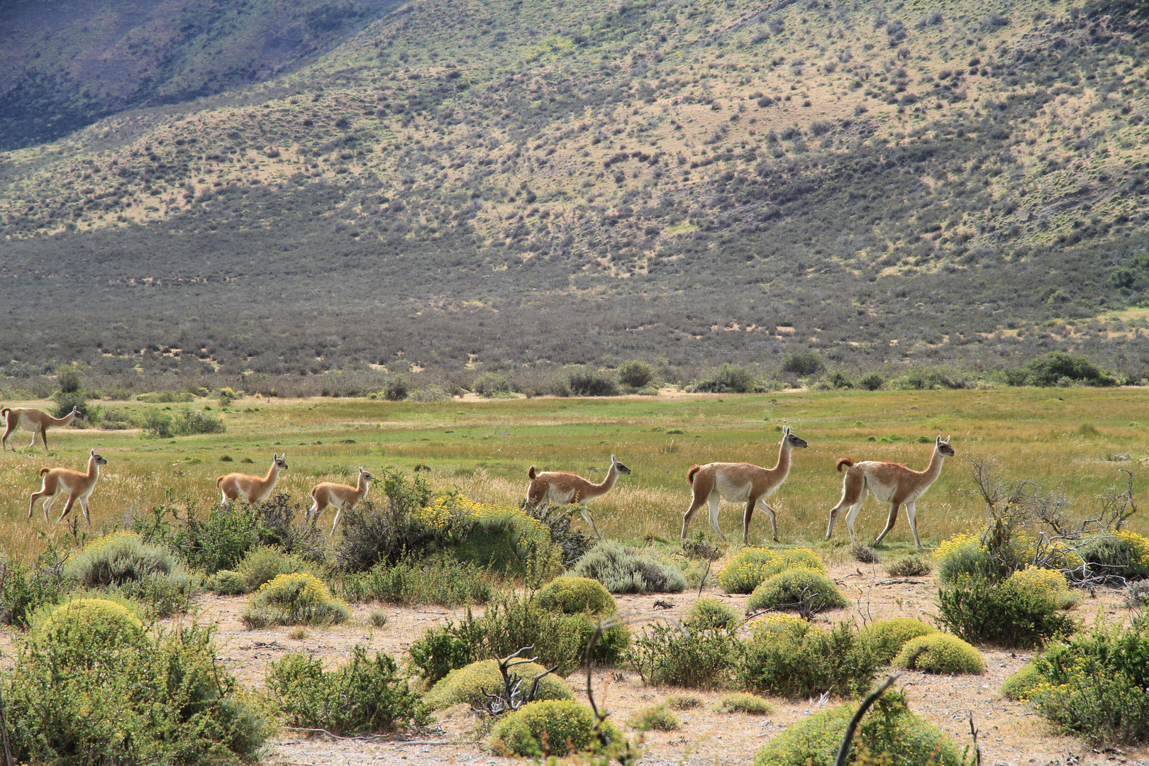 Guanako's in der patagonischen Steppe