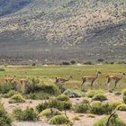 Guanako's in der patagonischen Steppe