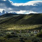 Guanakos, Torres del Paine                      DSC_6153