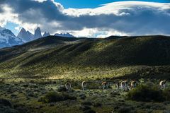 Guanakos, Torres del Paine                      DSC_6153