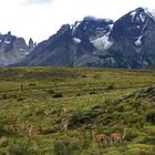 Guanakos vor den Torres del Paine