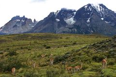 Guanakos vor den Torres del Paine