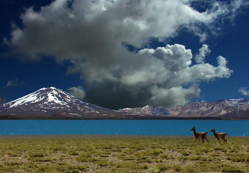 Guanaquitos en la Laguna