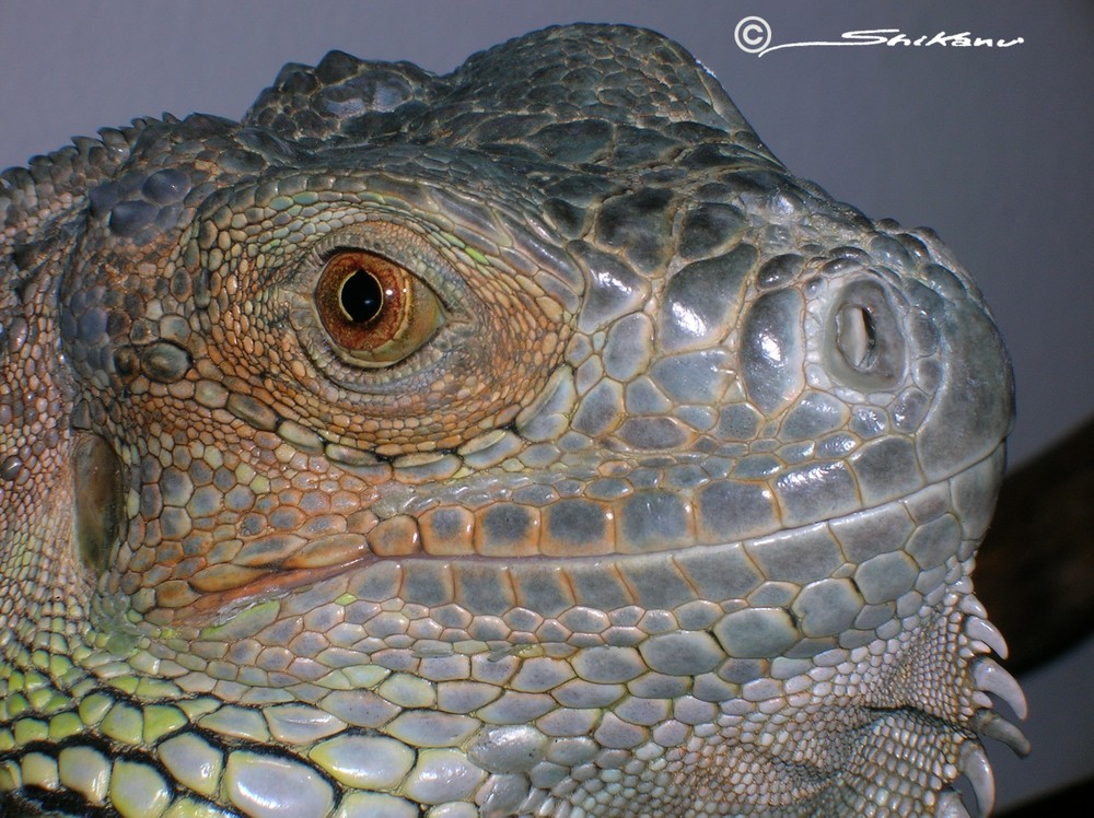 Guanita l'iguana