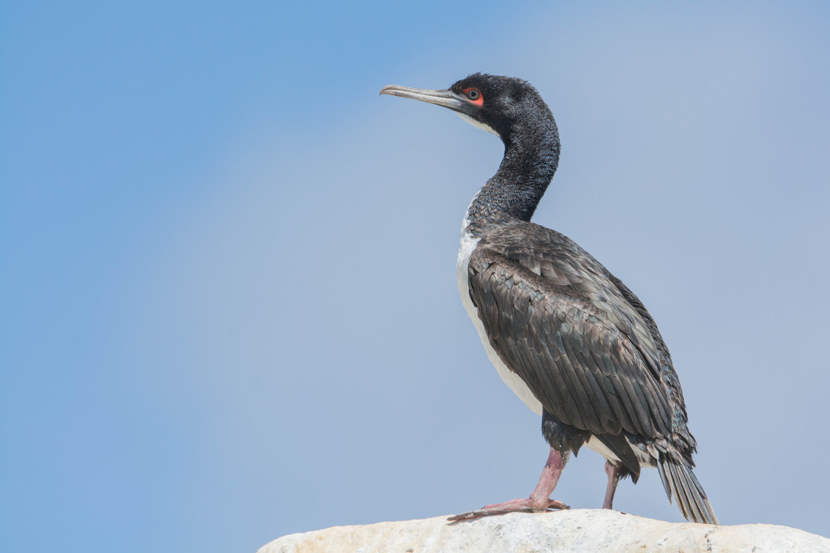 Guanokormoran (Phalacrocorax bougainvillii) in Parque Nacional Pan de Azúcar, Chile