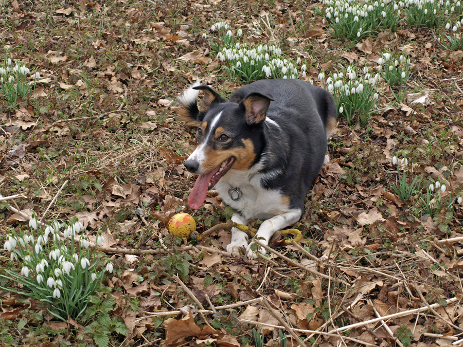 Guapa im Frühlingskleid:-)))