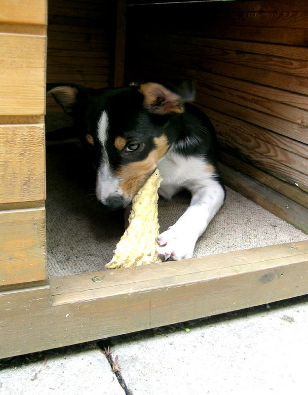 Guapa in der Hundehütte