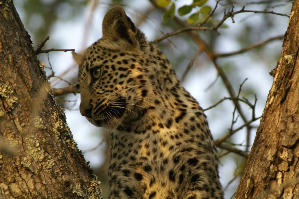 Guarda chi c'è!? Il Leopardo!!! Cucciolo