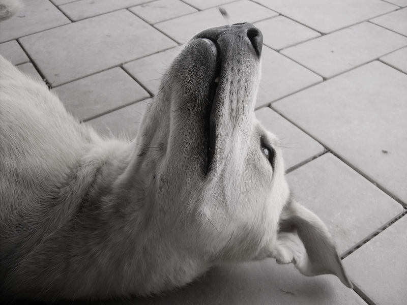 Guardando il Cielo