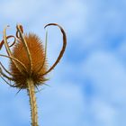 Guardando il cielo