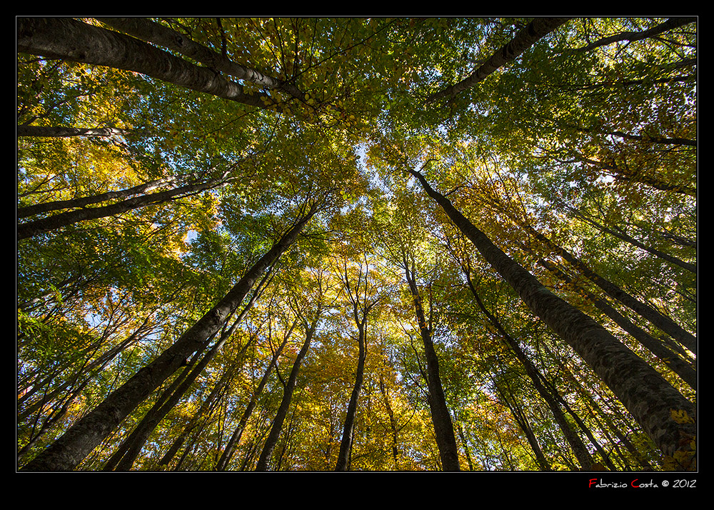 Guardando il cielo di un bosco autunnale