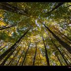 Guardando il cielo di un bosco autunnale