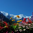 guardando il Monte Bianco .....