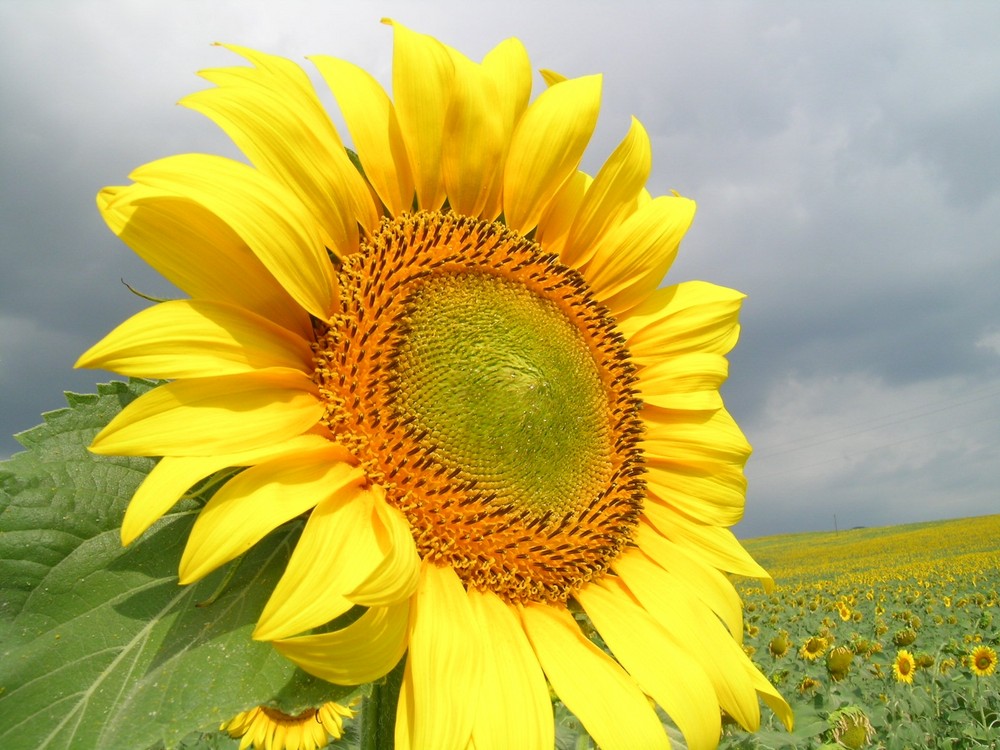 "Guardando il sole"