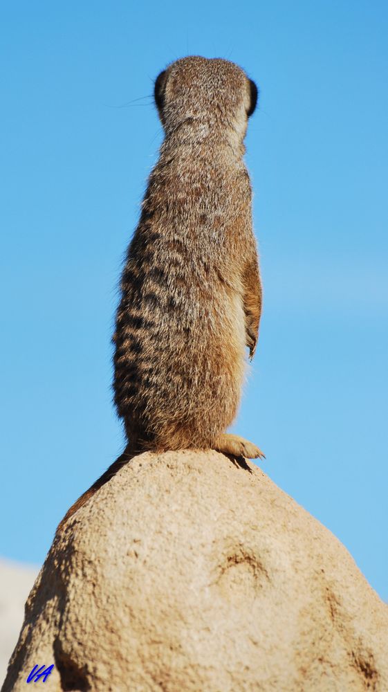 Guardati sempre alle spalle! - Always look over your shoulder!