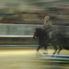 guardia forestale a fieracavalli