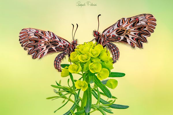 Guardiamoci in faccia (Zerynthia polyxena)