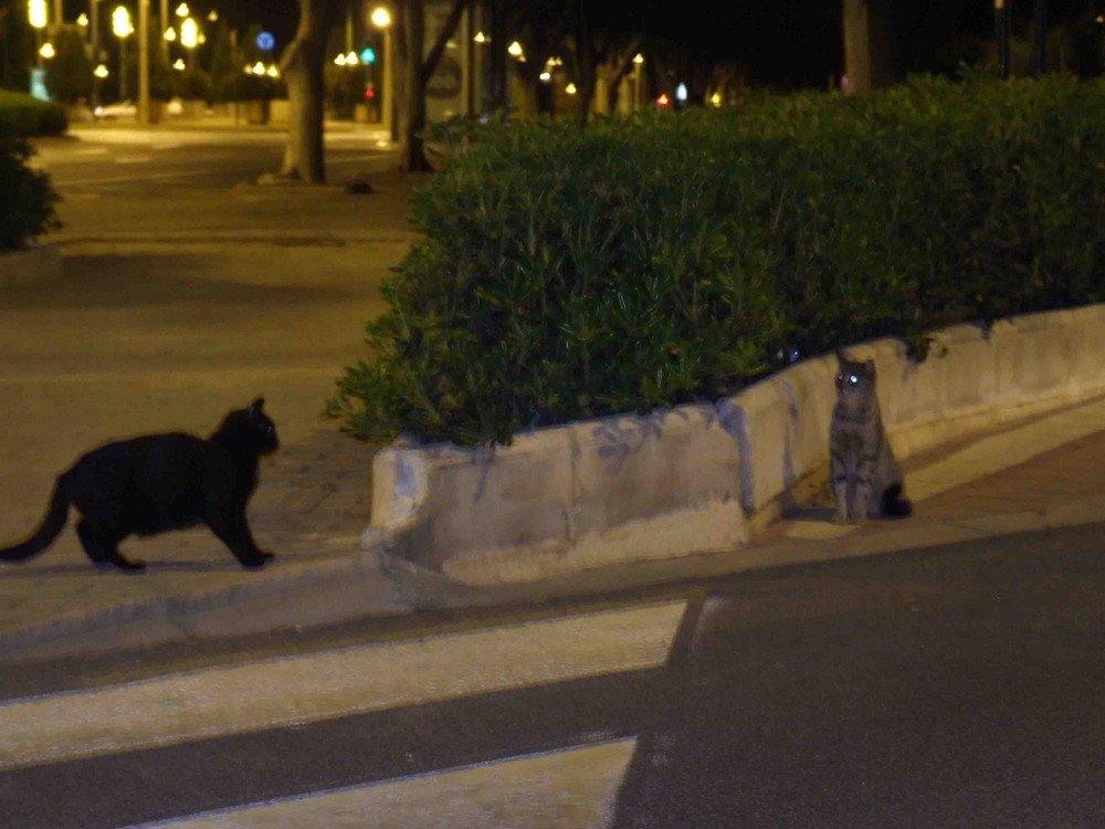 guardian de noche