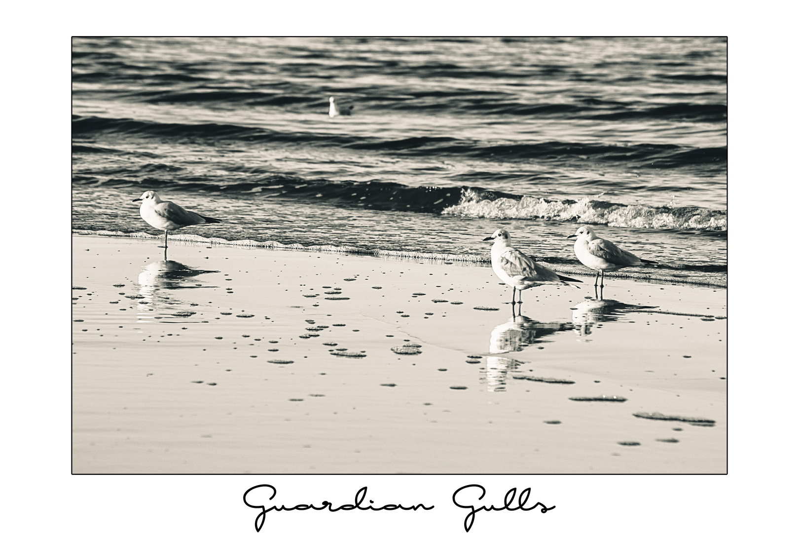 Guardian Gulls