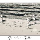 Guardian Gulls