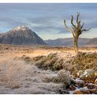 Guardian of Glencoe