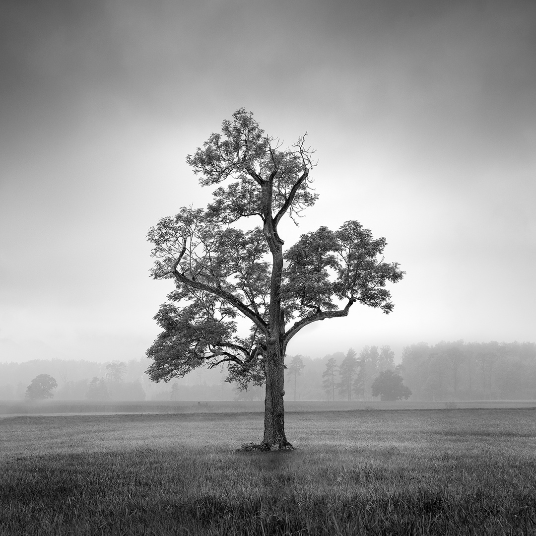 Guardian of the Fields