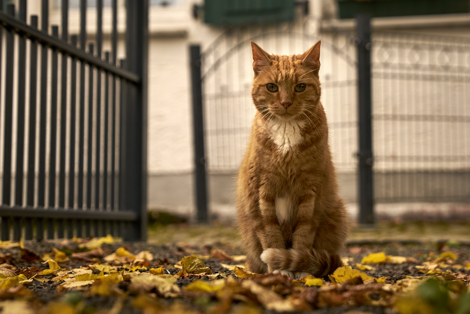 Guardian of the gate 