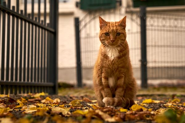 Guardian of the gate 