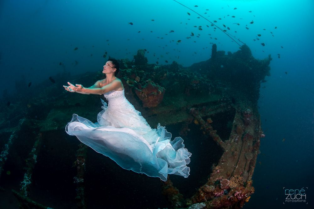 Guardian of the Mola wreck (26m)