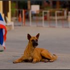 Guardian of the national flag