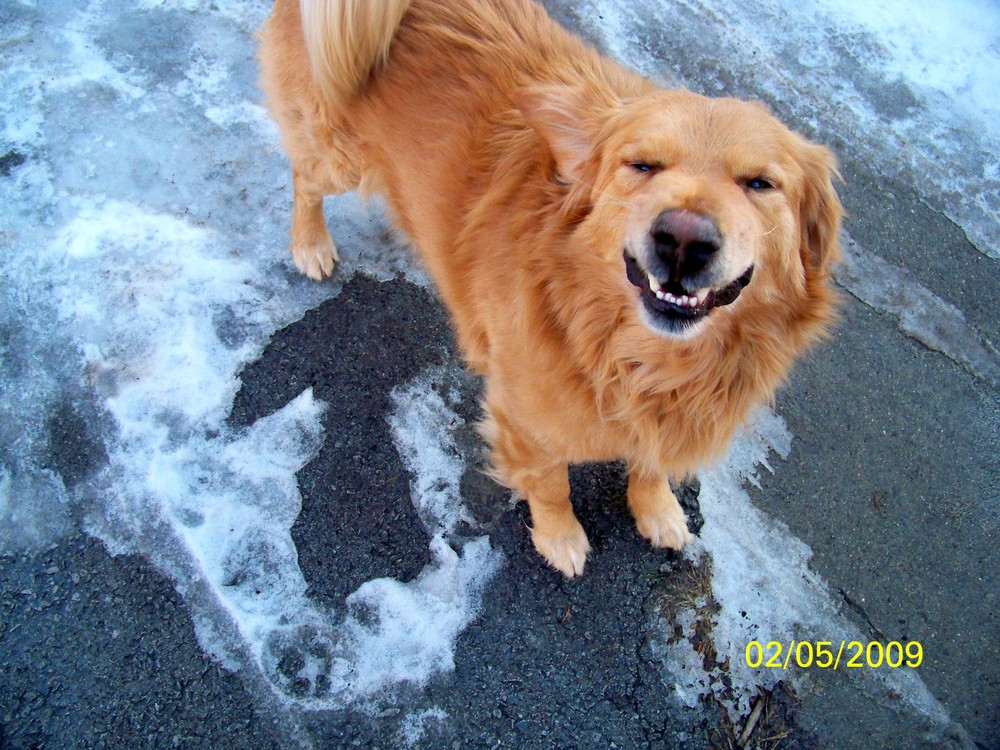 Guardian Retriever