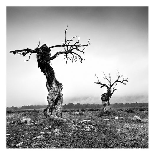 guardianes del campo