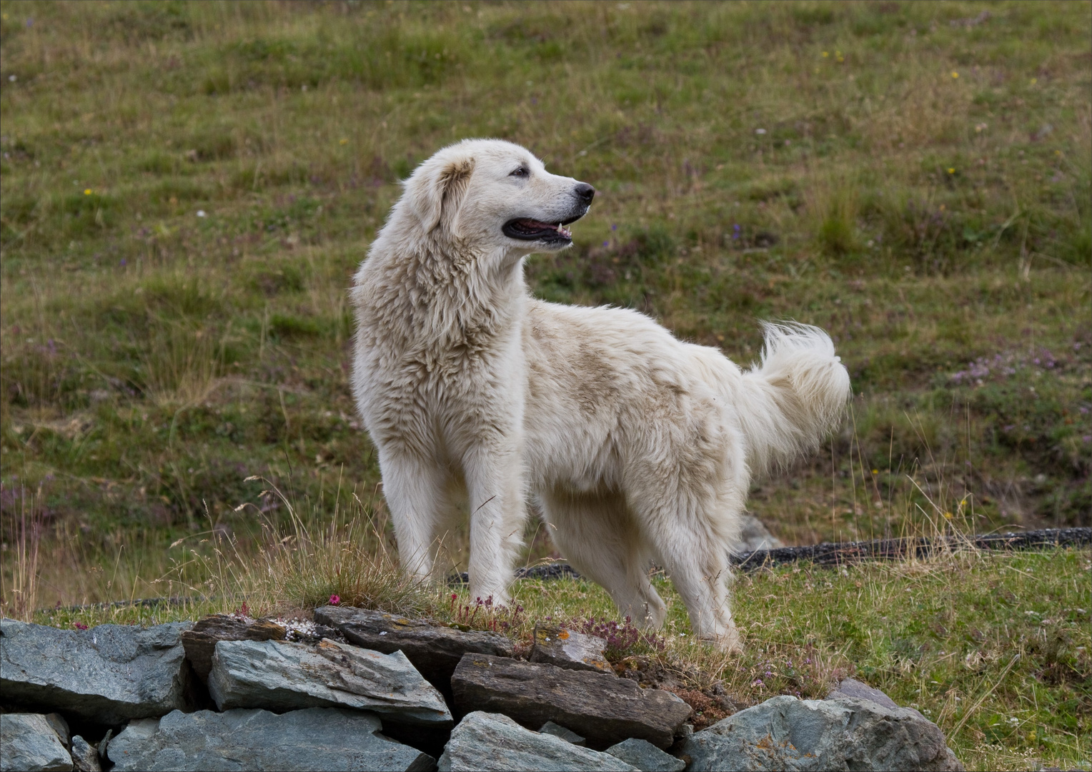 Guardiano del gregge