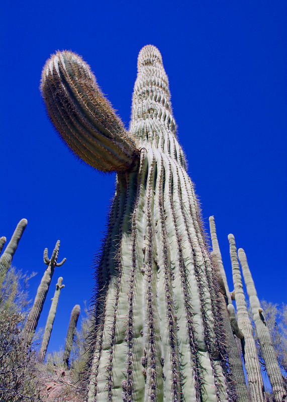 Guardians of the Arizona Desert...