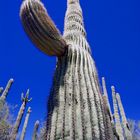 Guardians of the Arizona Desert...