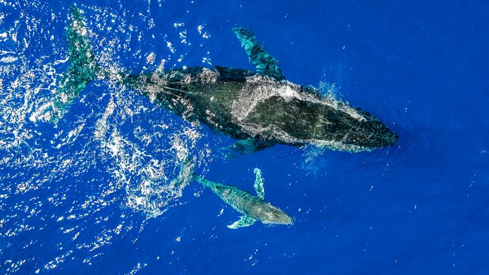 Guardians of the Ocean: Mother and Calf Whales